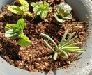 お好きな植物を育て＆弱った植物を再生します 先ずはチャットでご相談ください イメージ1