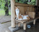 気になる人との相性をにゃんこが占います 気になる人や物とのご縁を占うにゃ✵恋・仕事・友情 イメージ4