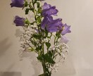 お花などを中心的に撮ってます 道端の花も野花であれば雑草でもある イメージ3