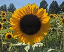 チャットで、タロット占い承ります 占いの内容は、問いません。どんな事でもお気軽に相談下さい。 イメージ1