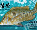 釣り人向けの魚拓動画制作いたします MOVIE GYOTAKU／デジタル魚拓 イメージ4