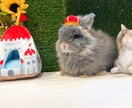 大切なペット達の飼育についてアドバイスします 元ペットショップ店員がペットの飼育方法やお悩みにアドバイス！ イメージ1