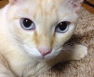 手相鑑定いたします 猫と手相をこよなく愛する猫ばぁばが貴方の手相を鑑定いたします イメージ1