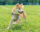 犬・猫・ペットの自然な写真を撮影します ペットと家族が過ごす時間をプロクオリティで残しませんか？ イメージ6