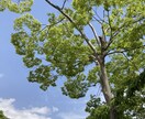 心が軽くなるお手伝いをいたします 話す事で、また前向きに生きることができます。 イメージ1