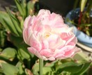 本来のあなたらしさが輝く方法をお伝え致します “悩みの種”から“幸せの花”を咲かせましょう！ イメージ3