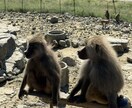 動物園の写真　【先着5名】　5→10枚提供します 商用利用OK！掲載写真全て、各種画像・動画に使えます！ イメージ7