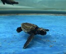 現役カウンセラーが守秘義務厳守で寄り添います 人間関係・恋愛・仕事の愚痴、悩み、不安から雑談まで何でもOK イメージ3