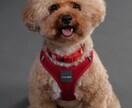 愛犬と一緒の家族写真をスタジオで撮影します 愛犬と一緒の写真が欲しい方 スタジオでの撮影になります イメージ6