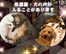 電話占い☆キャンサータロットでお悩み解決します 人間関係・仕事・未来・恋愛☆気持ちが楽になるタロット鑑定 イメージ2