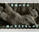 家族（ペット）の考えていること見ます 言葉を話せない家族（ペット）の気持ちタロットで見ます！ イメージ2