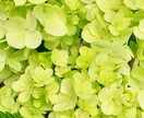 貴方の心のモヤモヤをまるごと受け止めます 。言葉にするって大切で大事なこと。話してみませんか… イメージ1
