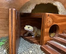 初心者向けトカゲの飼い方・触れ合い方を教えます 学校で専門教育を受けた私が教えます。 イメージ2