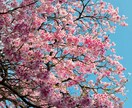 桜の写真を提供いたします 沖縄に咲く桜（ソメイヨシノ）と空のコラボレーション イメージ8
