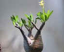 塊根植物のはじめかたをお伝えします 塊根植物(パキプスなど)を育てるための第一歩をサポートします イメージ5
