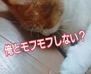 まるっと1日♡人には話せないこと猫が聞きます ～極上のモフモフを求めるあなたへ～ イメージ1