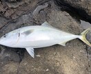 淡路島、明石、和歌山の釣りポイント教えます 関西近郊の釣りポイント教えます青物、スズキ、ヒラスズキ等 イメージ1
