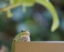 写真撮影致します 希望の写真があれば提供致します。 イメージ1