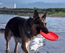 愛犬のしつけ、問題行動、お悩み相談を承ります 「飼い主様」が愛犬を変える方法を教えます！ イメージ3