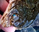 積丹半島沿岸のホッケ　カレイ釣り方アドバイスします 春の積丹は魚が湧いています。積丹の釣りは春が一番のチャンス！ イメージ2