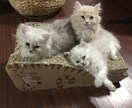 暇つぶし、愚痴、ストレス発散、お話相手付き合います 心理カウンセラー資格ありますお話しませんか？ イメージ1