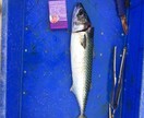 ボート釣りノウハウ教えます 釣り歴30年プレジャーボート乗ってます。 イメージ4