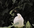 あなたの心の声に、そっと耳を澄ませます 話す事で心が解ける。そんな時間をお届けしたいと思っています。 イメージ2