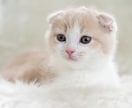 獣医師に直接相談できます ペットに関するお悩み相談を承っております イメージ3