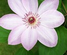 園芸初心者の方に開花するまで丁寧にお教えします 人気のCCR(バラ クレマチス クリスマスローズ)も是非！ イメージ4