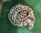 小動物、爬虫類、猛禽類などの飼育相談承ります 某個人営業の動物園での勤務経験から飼育のお悩み解決に導きます イメージ1