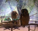 マインドフルネスを手に入れると、心が整います 大学生の方及び成人の方限定です。 イメージ3