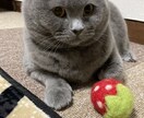ペットをかわいいパステルの雰囲気でお描きします うちの子をﾊﾟｽﾃﾙの世界へ*.背景名入れ追加料金なしです！ イメージ8