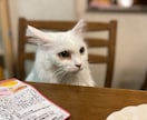 猫の素材写真を提供します ねこの日常の写真を撮影しています。三毛猫、白猫など イメージ4