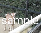 動物写真(ヤギ特集)を提供します ヤギたちの可愛くて癒される写真です♪ イメージ4
