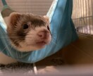 ペットのご相談伺います 犬猫フェレットハリネズミ!なんでもござれ! イメージ2