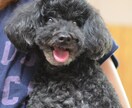 愛犬のお写真からイラスト製作いたします 思い出を形に、また愛犬家へのプレゼントとして イメージ6