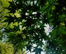 霊感霊視鑑定、お悩み解決のお力になります お心に癒しと浄化、内なる光の目覚めへ。 イメージ1