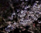 風景や食べ物などの写真を提供します 川、滝、花等の写真を撮影しています。 イメージ1