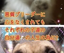 保護活から✴︎学んだペット霊視お気持ち拝見します 保護活から得たペットそれぞれの気持ちをお伝えします†✴︎ イメージ7