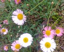 植物に関する相談を受けます 趣味の範囲で植物に関する事をアドバイスいたします。 イメージ2