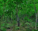 草津の温泉街のPRにおオススメします 古き良き温泉街のまちなみの素材でいかがでしょうか? イメージ6