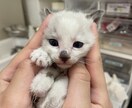 動物関連のことならなんでもお受けします 動物病院で出来る事、飼育されてるペット様に関する質問何でも イメージ2