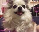 タロットカードで占います あの人の気持ちを知りたいなど　いろいろ占います！ イメージ1