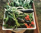 プロの有機農家が野菜のつくり方を教えます 家庭菜園で上手く野菜をつくれない方や野菜栽培に興味のある方へ イメージ5