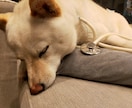 眠れなくて不安な方、眠りにつくまでお話します。ます 不眠症、愚痴聞き悩み恋愛相談、介護育児疲れ現役看護師聞きます イメージ3