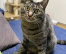 １日１回３０日猫画像をメールアドレスに配信します 猫が好きだけど飼えない人！生活感ある猫画像を毎日！ イメージ1