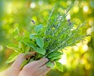 やさしい植物ケアのある毎日：レポートを提供します 心と体を癒すハーブ＆アロマ活用ガイド イメージ2