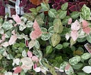 画像付き約2500字ブログ記事3000円で承ります 植物関連に特化した高品質の記事を提供いたします イメージ3
