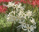 風景、花の画像提供します 風景、花、日常の写真提供します。 イメージ5