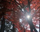 育児の悩み誰にも言えず悩んでませんか？占います 育児専門です。誰にも相談できないお話伺います。 イメージ1